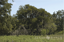 384 acres uvalde county image 7