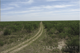 4000 acres kinney county image 8
