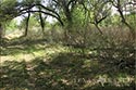 4000 acre ranch Kinney County image 4