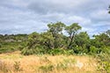 400 acre ranch Uvalde County image 24