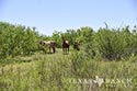 4200 acre ranch Kinney County image 65