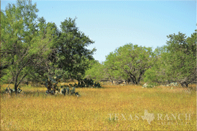  450 acre Ranch for sale image #12