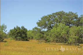  450 acre Ranch for sale image #16