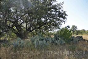  450 acre Ranch for sale image #17