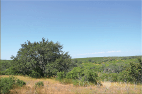  450 acre Ranch for sale image #19