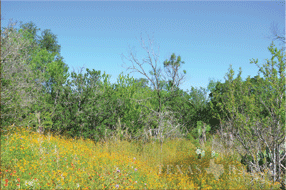  450 acre Ranch for sale image #4