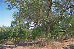  450 acre Ranch for sale image #6
