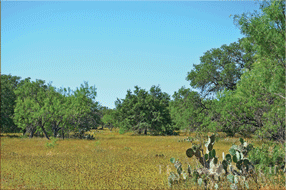  450 acre Ranch for sale image #9