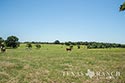 454 acre ranch Robertson County image 34