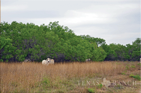  400 acre Ranch for sale image #7