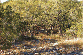 hunting ranch 50 acres, Medina county image