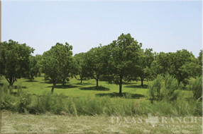 cattle ranch 508 acres, Maverick county - image