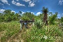 511 acre ranch Zavala County image 2