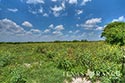 511 acre ranch Zavala County image 4