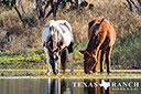 623 acre ranch Dimmit County image 68