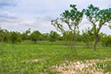 645 acre ranch Uvalde County image 23