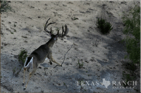 ranch real estate, 758 acres, image 12