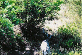 ranch real estate, 758 acres, image 13