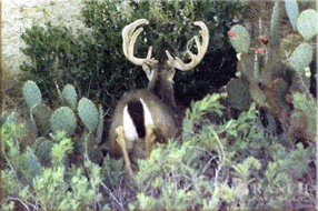 ranch real estate, 758 acres, image 15