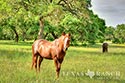 801 acre ranch Kendall County image 51