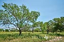 812 acre ranch Zavala County image 17