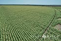 812 acre ranch Zavala County image 31