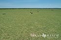 812 acre ranch Zavala County image 39