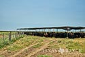 812 acre ranch Zavala County image 5