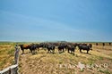 812 acre ranch Zavala County image 6