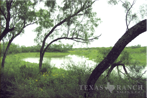 ranch 885 acres, Dimmit county - image