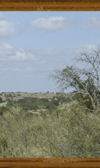 956 Zavala banner 4