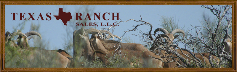 West Texas hunting ranches